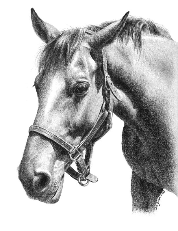 Лошадь красивые слова. Лошадь карандашом. Картины лошадей карандашом. Две лошади карандашом. Отметины у лошадей.